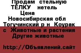 Продам  стельную ТЁЛКУ  (нетель)   › Цена ­ 39 000 - Новосибирская обл., Тогучинский р-н, Коурак с. Животные и растения » Другие животные   